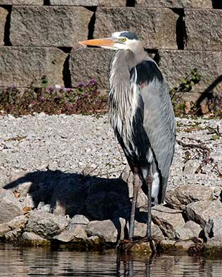 Great Blue Heron standing on rocks near water. Gray and white feathers, orange beak, shadow.