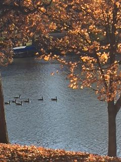 Autumn lake scene with geese swimming, framed by trees with orange leaves.