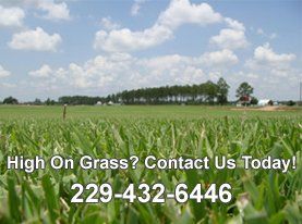 Expert Lawn Maintenance in Albany