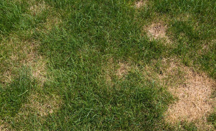 Lawn Problems — Albany, GA — Wright Turf Farm Inc