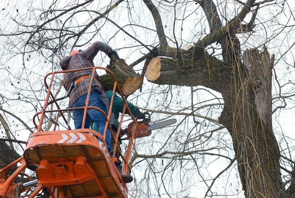 two men are cutting a tree with a chainsaw .