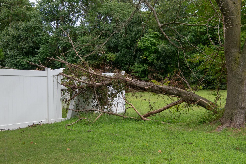 a tree has fallen on a white fence in a yard .