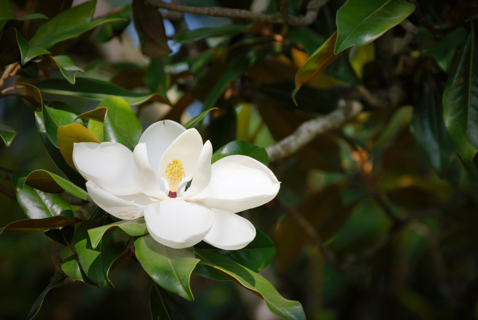 A picture of a magnolia flower on a tree in Covington, LA.