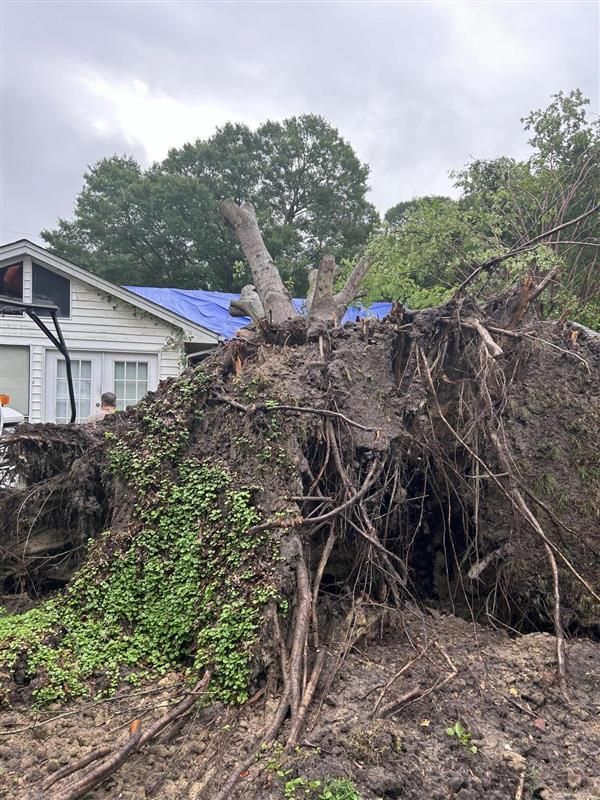 Uprooted tree lies on a house with a blue tarp on the roof. Brown roots, green plants, and overcast sky.