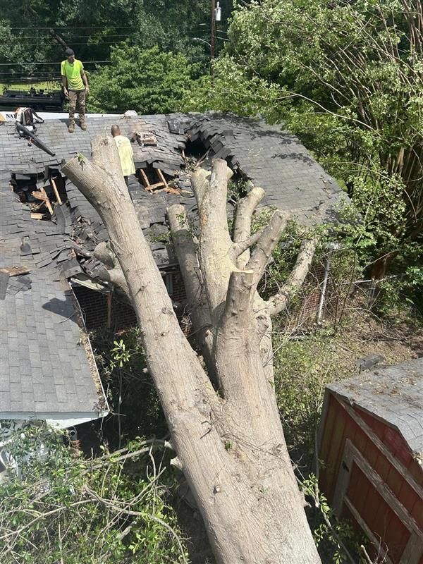 Tree on house roof with roof damage; workers atop and a shed visible in greenery.