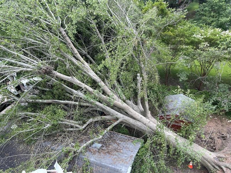 Fallen tree with many branches, lies across rooftops near some bushes.