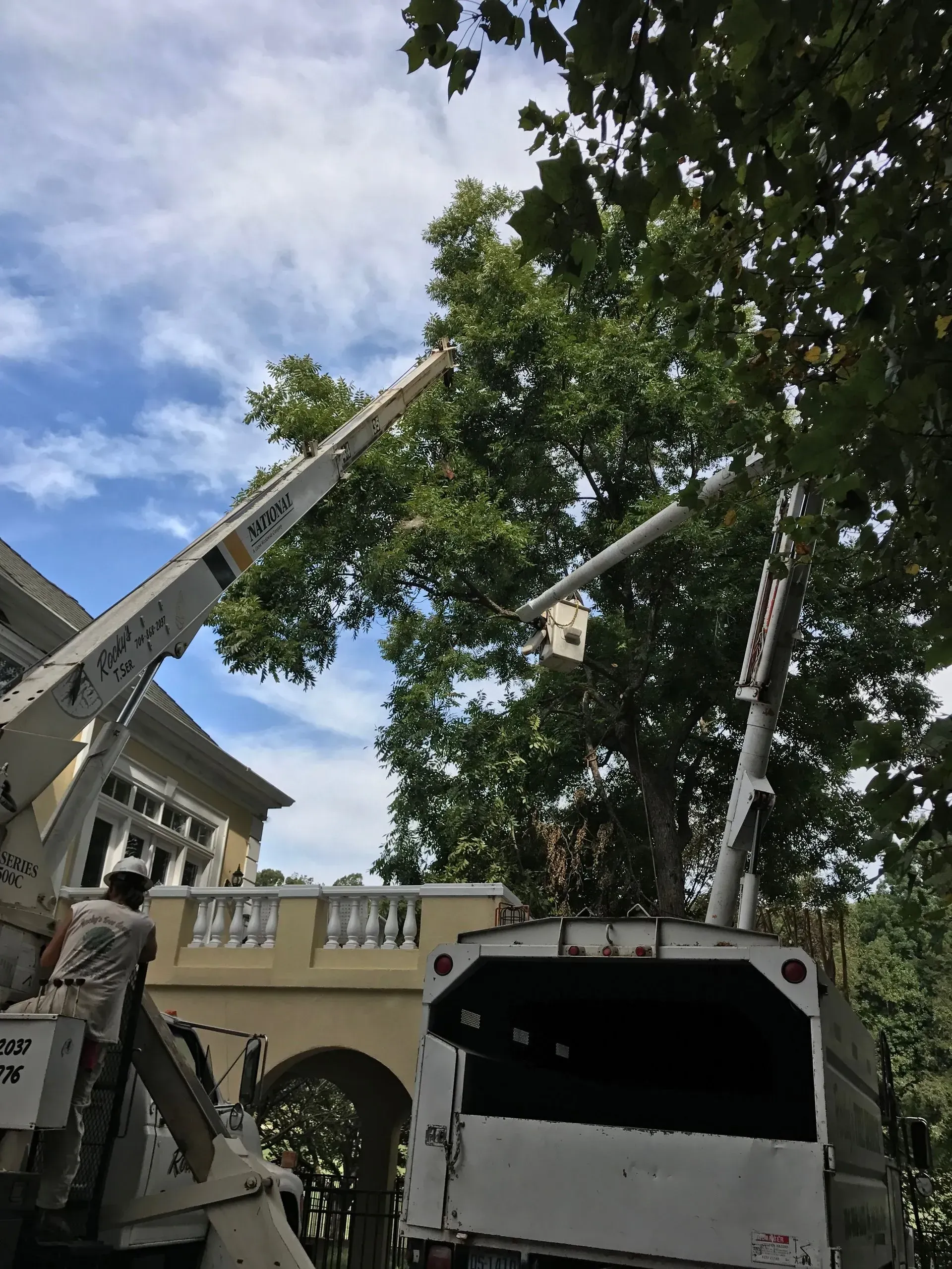 Two aerial lifts trimming a large tree near a yellow building with white columns. Bright sunlight.