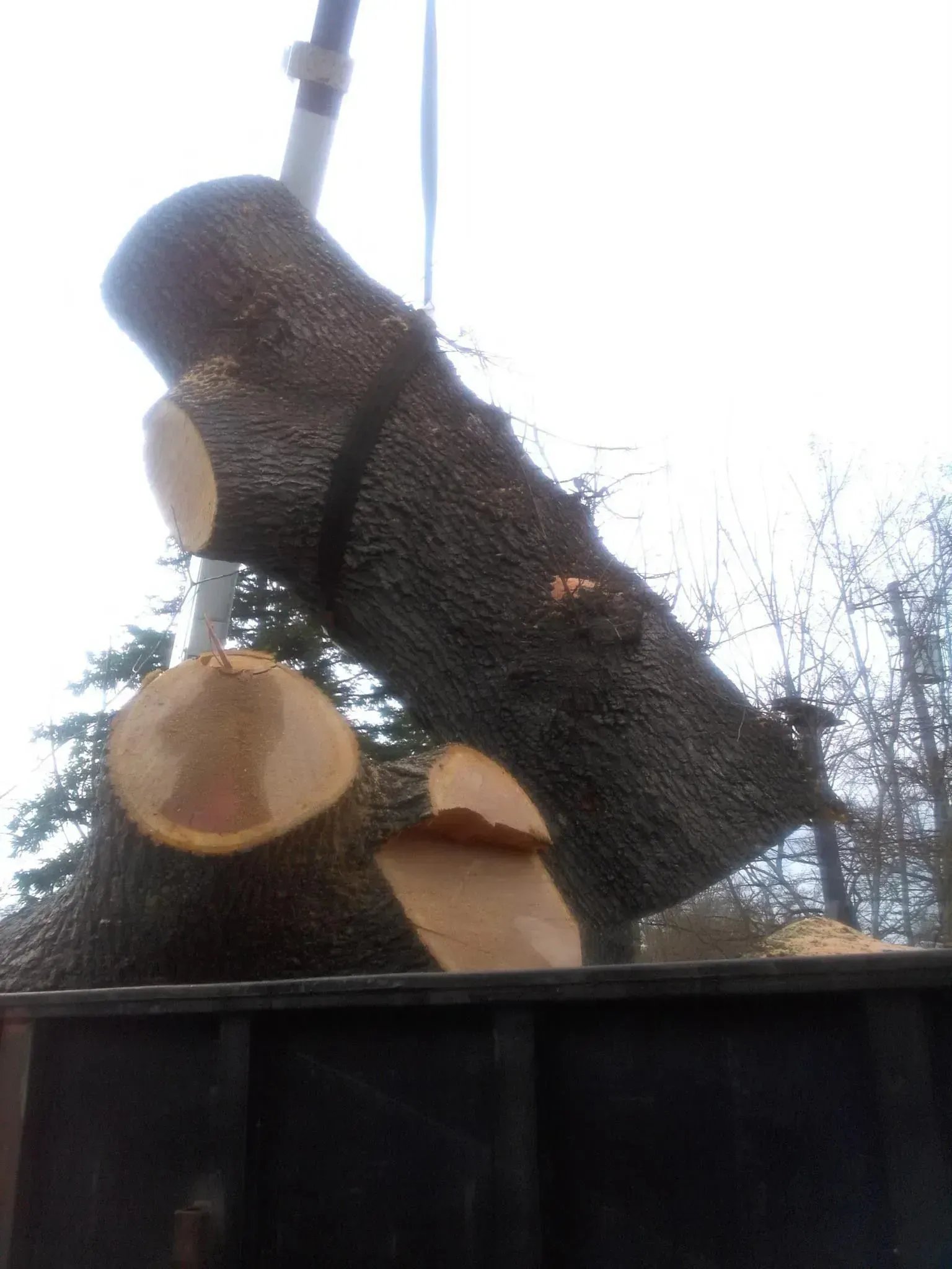 Large tree logs being lifted into a truck bed by a crane.