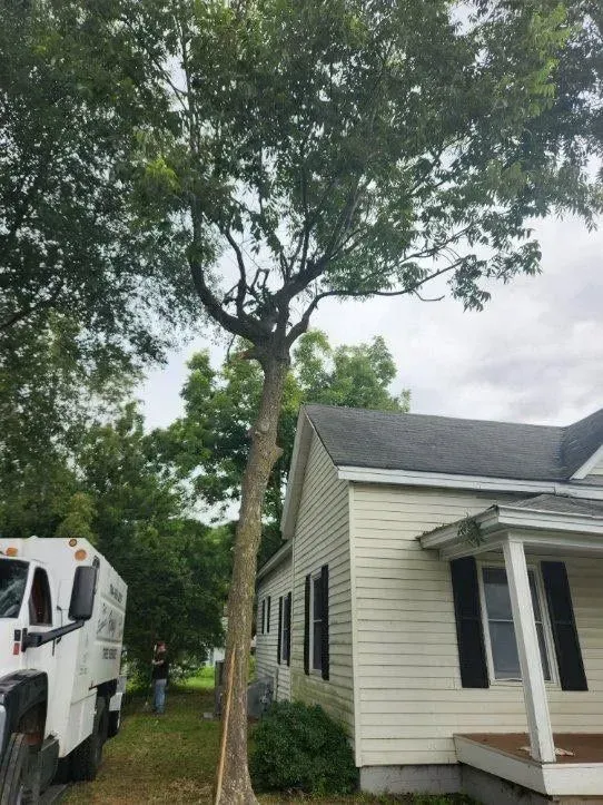 A tall tree next to a white house with black shutters; a work truck is on the left.