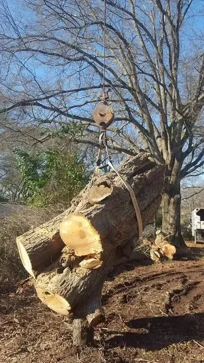 A large tree trunk section is hoisted by a crane outdoors, likely after being felled.