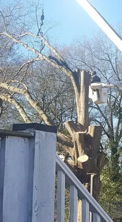 Tree being trimmed; worker in lift bucket, branches cut, crane overhead. Bright, sunny outdoor setting.