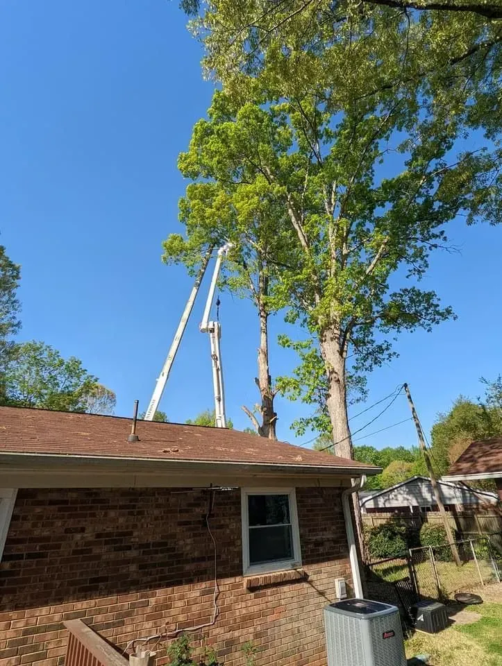 Two tall white bucket trucks trimming trees over a brick house on a sunny day.