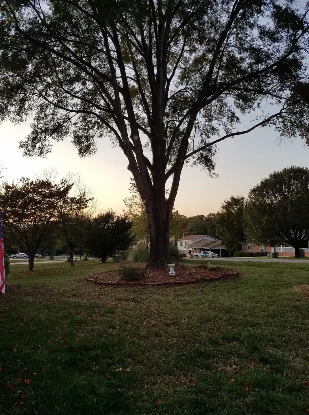 Large tree with a brown trunk, surrounded by a mulch bed, in a grassy yard. Houses and other trees in background.