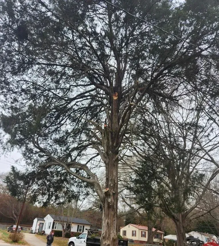 Large tree with broken branches, in front of several houses; a person stands near a white truck.
