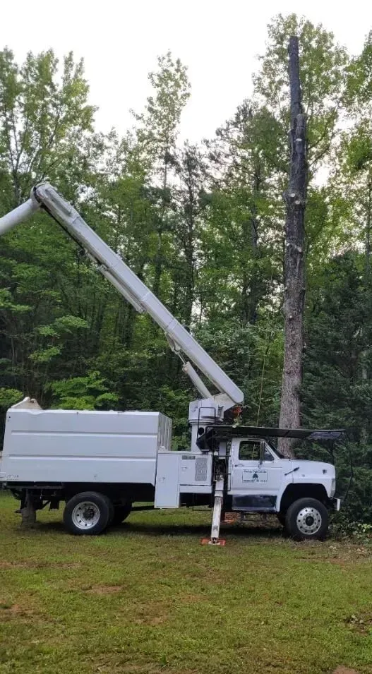 White tree trimming truck with extended boom, cutting down a tall tree in a wooded area.