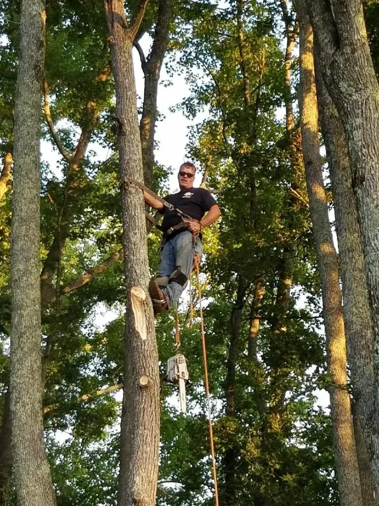 Man in climbing gear in a tree, smiling. Sunlight streams through leaves.