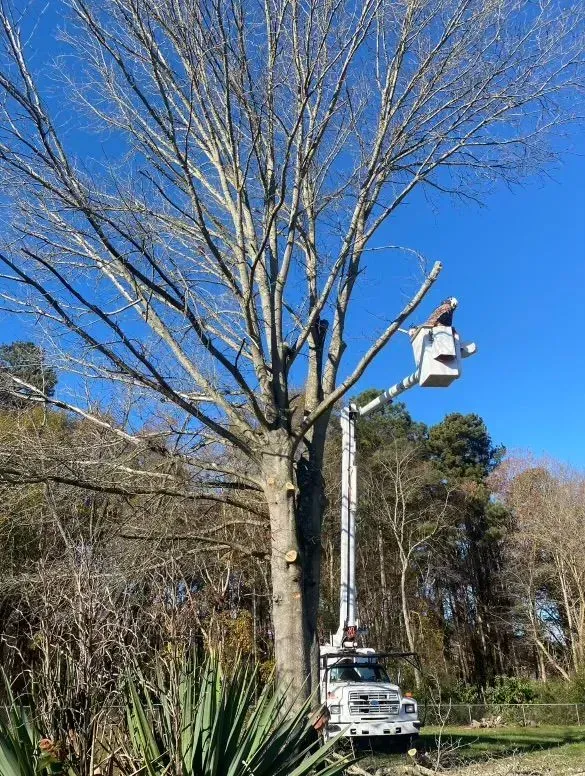 Person in a bucket lift trimming a tall bare tree on a sunny day.