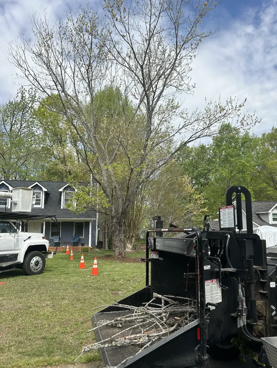 Tree being trimmed near a house with a truck bed full of branches and cones nearby.