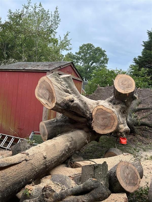 Felled tree logs lying on ground with red shed in background, sawdust visible.