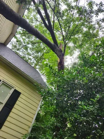 A tree with a broken trunk leans over a yellow house with a dark roof and green shrubs.
