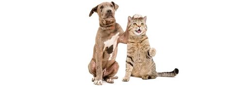 Pit bull puppy and a cat Scottish Straight amicably sitting together Isolated on white background