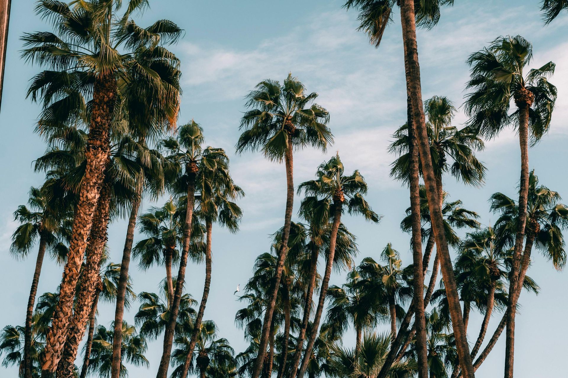 En flok palmer mod en blå himmel