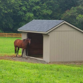 A brown horse stands inside a tan, wooden run-in shed located in a lush green pasture.