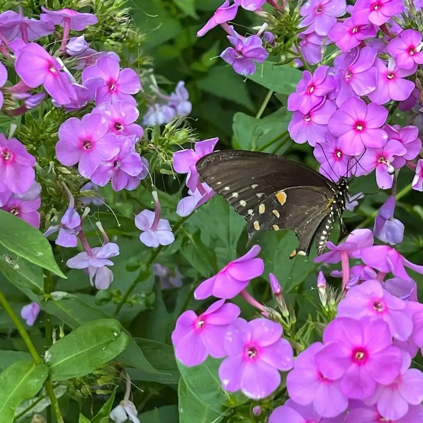 Black butterfly on purple phlox flowers amid green leaves