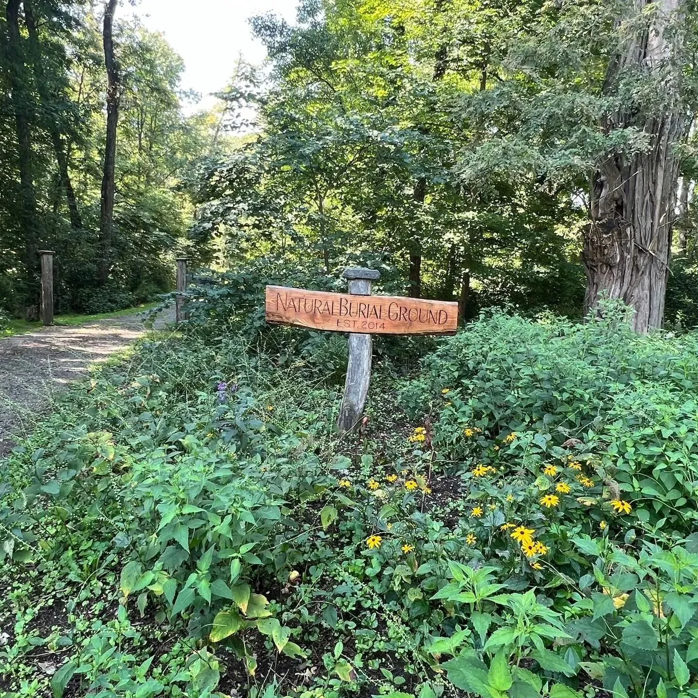 Wooden sign in a leafy forest clearing beside a dirt path and yellow wildflowers.