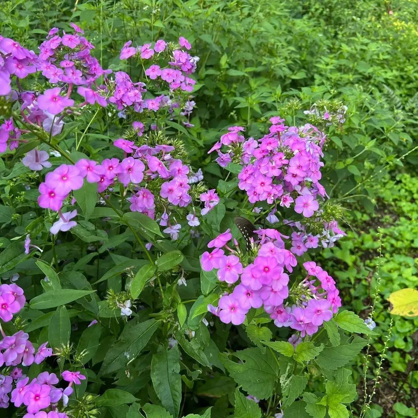 Clusters of pink flowers blooming among green foliage in a garden