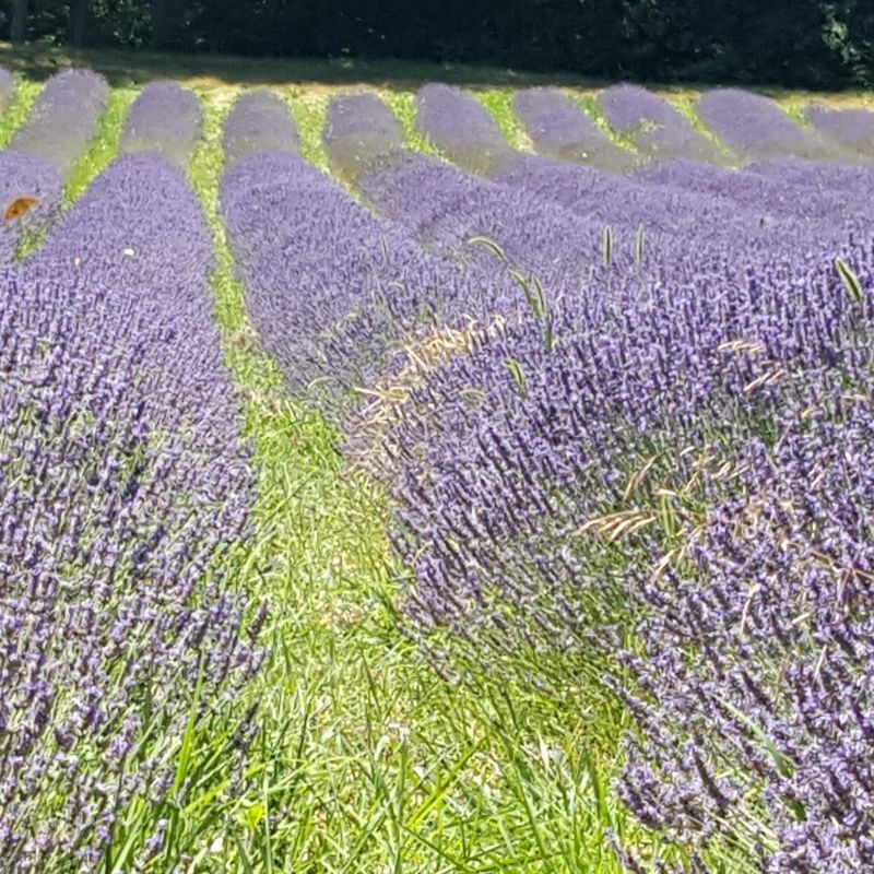 GOGOcamper.be - Reizen met een camper, mobilhome of motorhome betekent vrijheid, onafhankelijkheid, buiten leven, onthaasting, openstaan voor het onverwachte, eenvoud, kort bij de natuur, slow travel, ontdekken, … en toch zorgeloos en met veel comfort. 