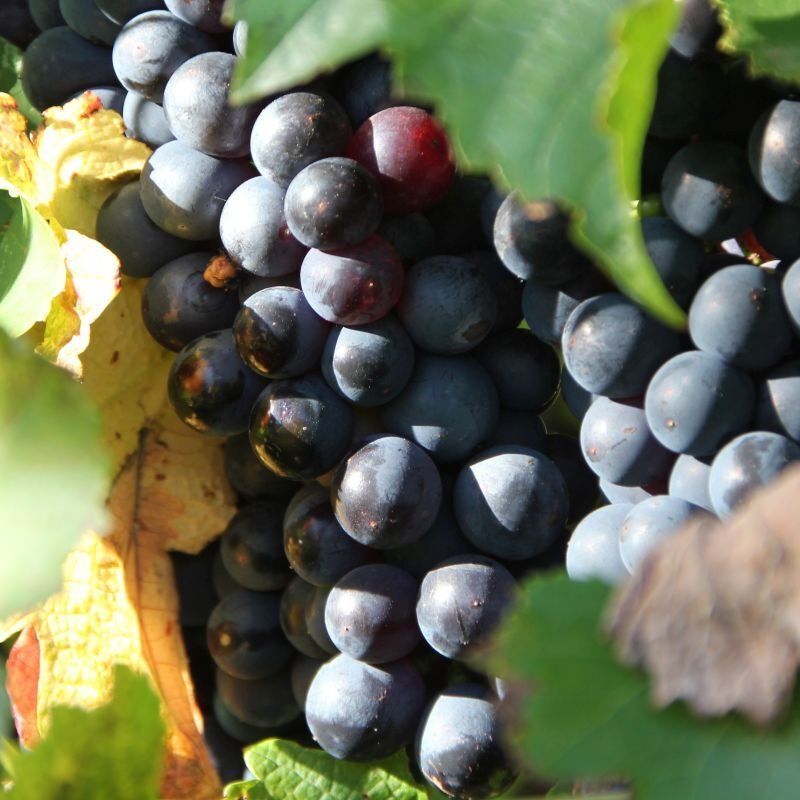 GOGOcamper.be - Reizen met een camper, mobilhome of motorhome betekent vrijheid, onafhankelijkheid, buiten leven, onthaasting, openstaan voor het onverwachte, eenvoud, kort bij de natuur, slow travel, ontdekken, … en toch zorgeloos en met veel comfort. 