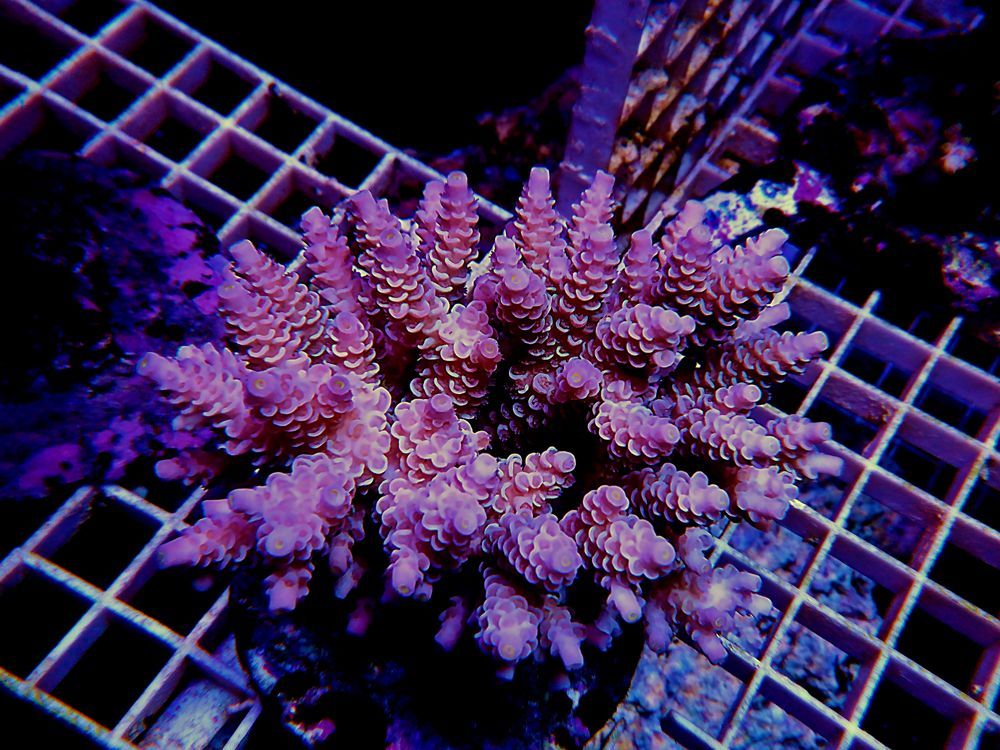 A Beautiful Acro Corals Frag