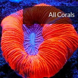 All Corals