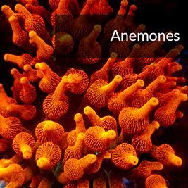 Anemones