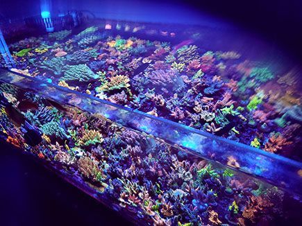 Corals In A Tank