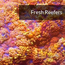 Fresh Reefers Thumb