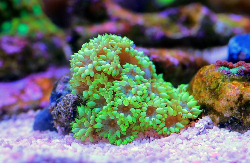 A Beautiful Gonis Coral Frag