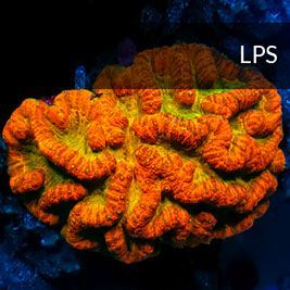 LPS