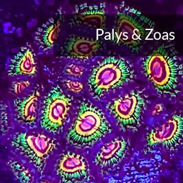 Palys And Zoas