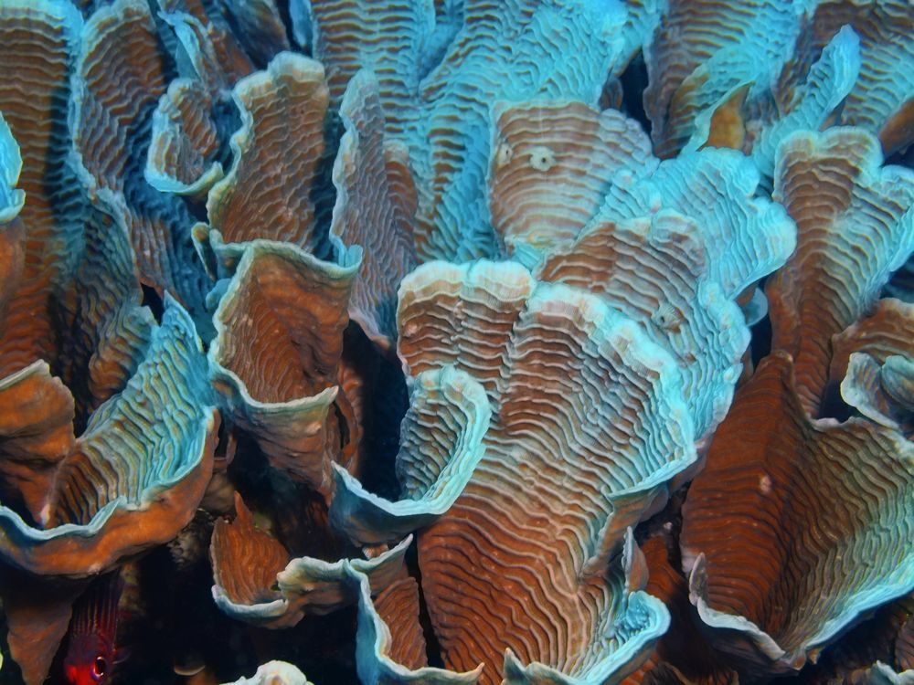 A Rare Reef Coral