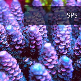 SPS