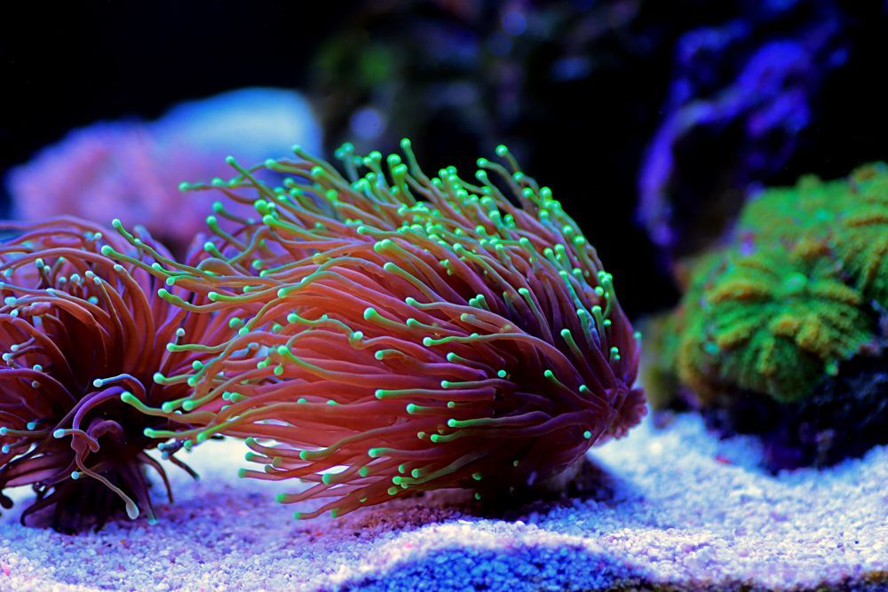 A Beautiful Torch Corals