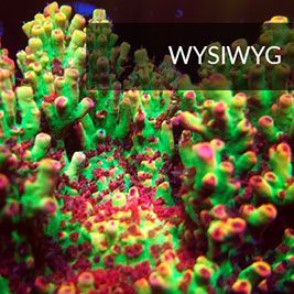 WYSIWYG