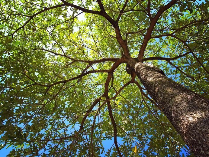Looking up At a Tree with Lots of Leaves Against a Blue Sky — Advanced Vegetation Management in Stratford, QLD