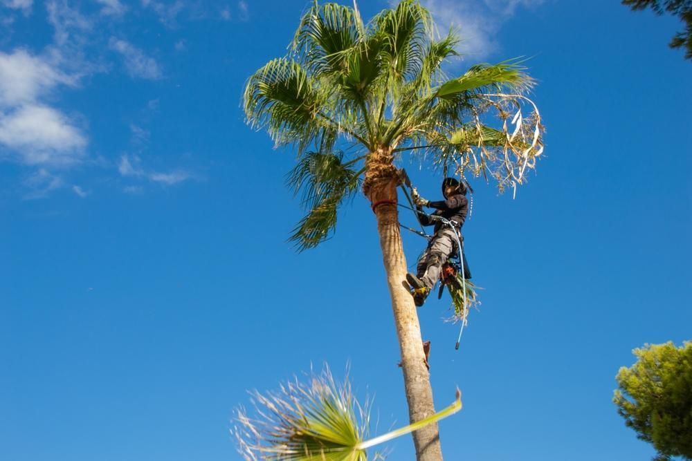 A Man Is Climbing a Palm Tree with A Blue Sky in The Background — Advanced Vegetation Management in Stratford, QLD