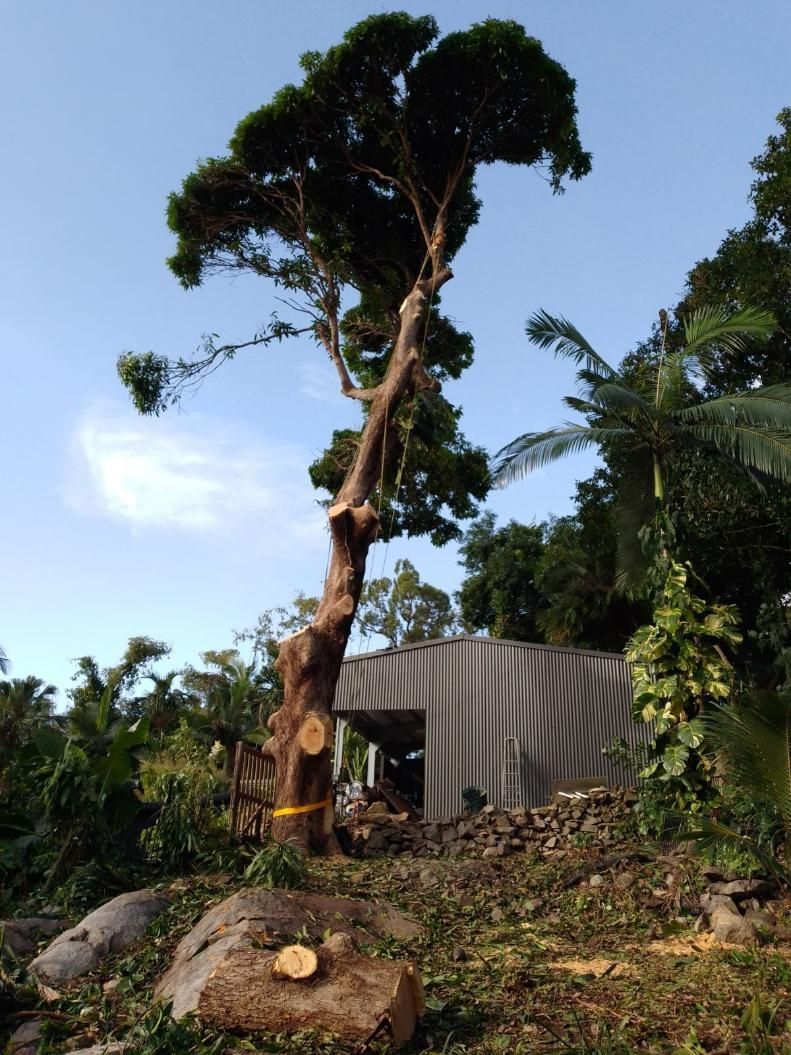 A Tree that Has Been Cut Down in The Middle of A Forest — Advanced Vegetation Management in Stratford, QLD