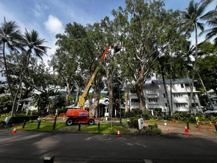 A Crane Is Cutting a Tree in Front of A Building — Advanced Vegetation Management in Bayview Heights, QLD
