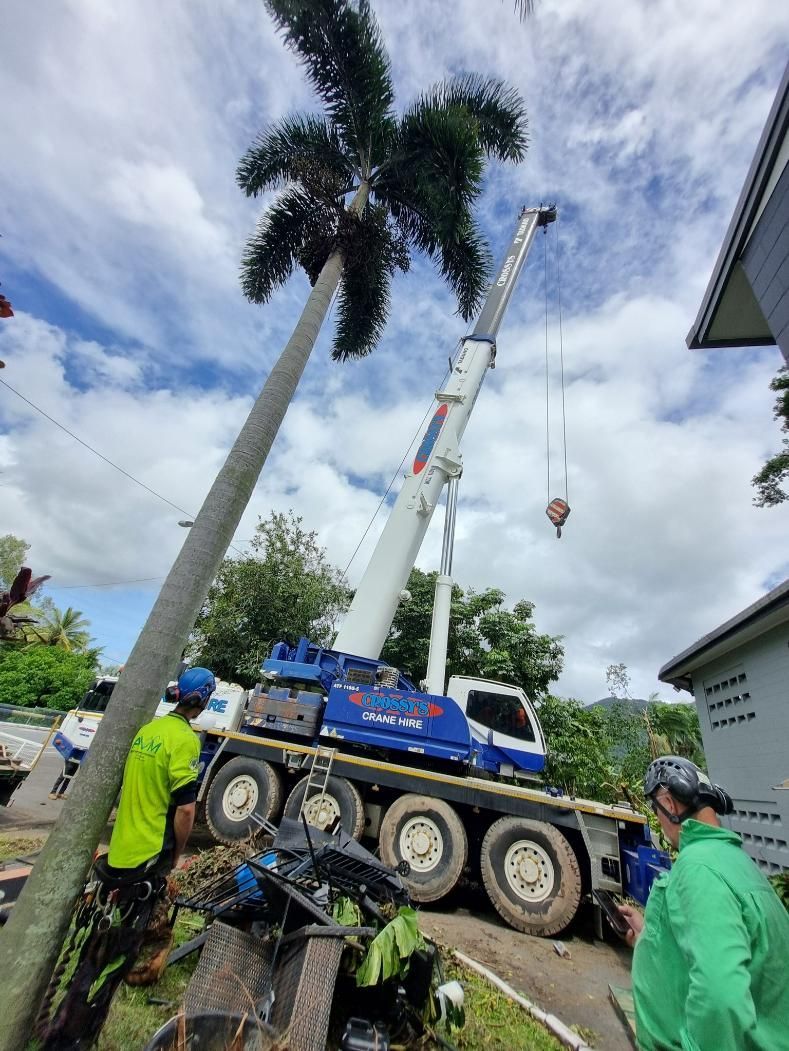 A Crane Is Lifting a Palm Tree in Front of A House — Advanced Vegetation Management in Mooroobool, QLD