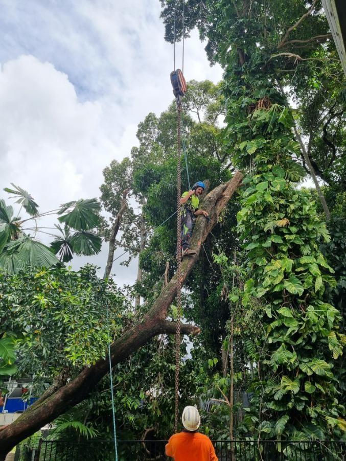 A Group of People Are Cutting Down a Tree — Advanced Vegetation Management in Yorkeys Knob, QLD